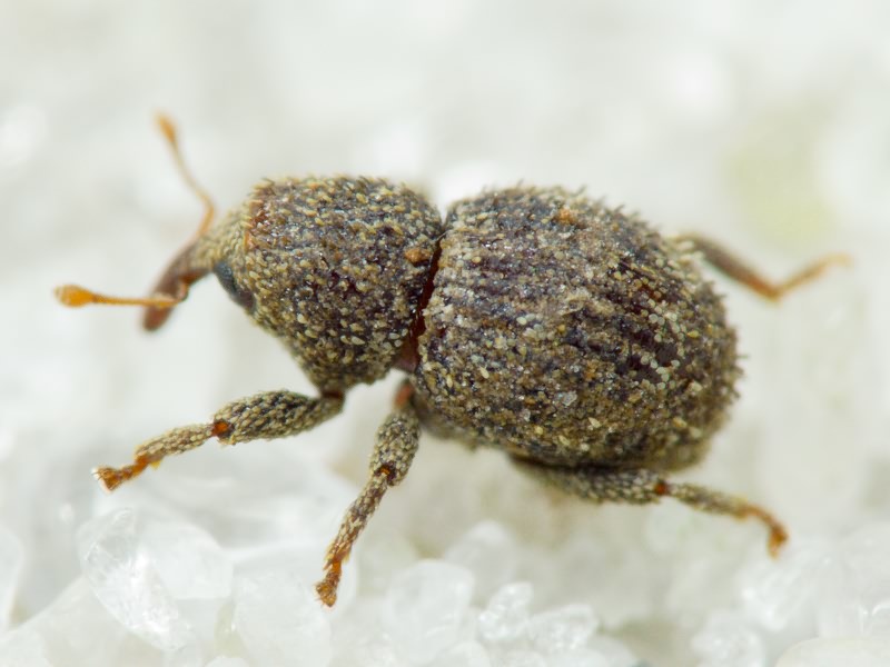 Acalles (Acalles) echinatus (Germar, 1824)